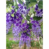 ภาพย่อ 1