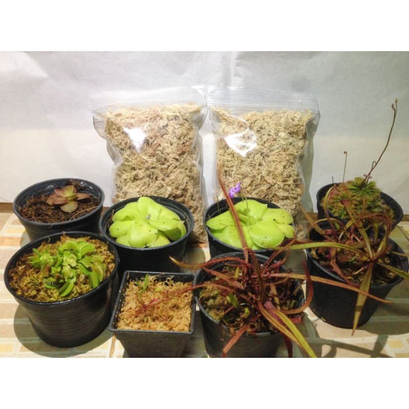 สแฟกนั่มมอส พร้อมใช้ ?(#sphagnum moss) เกรดพรีเมียม ?  #พืชกินแมลง #กล้วยไม้ - รูปที่ 1