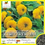 ภาพย่อ 2
