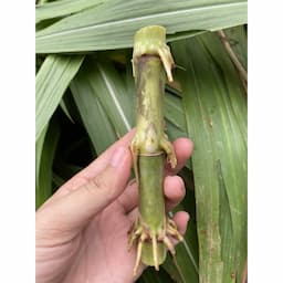 ภาพย่อ 5