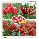ภาพย่อ 8
