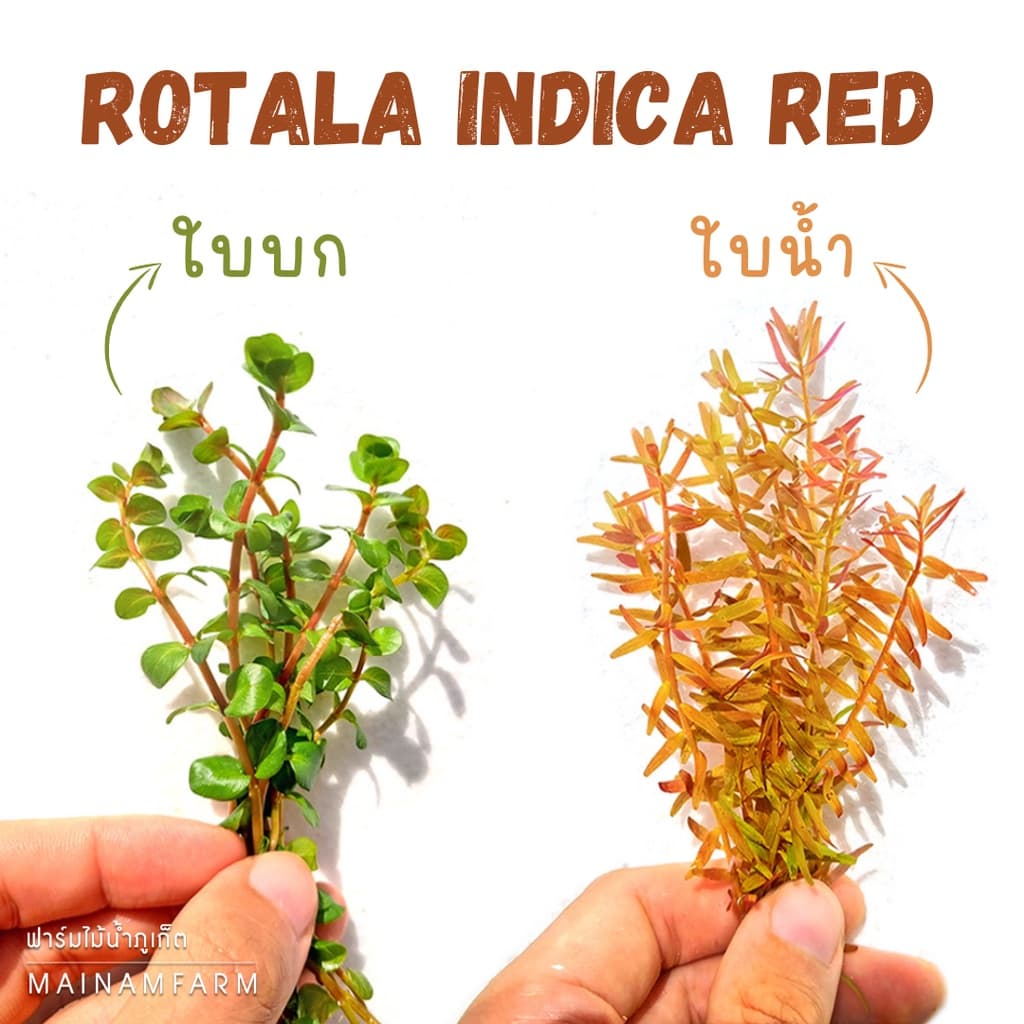 โรทาล่าแดง เลือกได้: ใบน้ำ-ใบบก ไม้หลังตู้ เลี้ยงง่าย  - ROTALA INDICA RED ต้นไม้น้ำ - รูปที่ 1