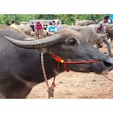ภาพย่อ 1