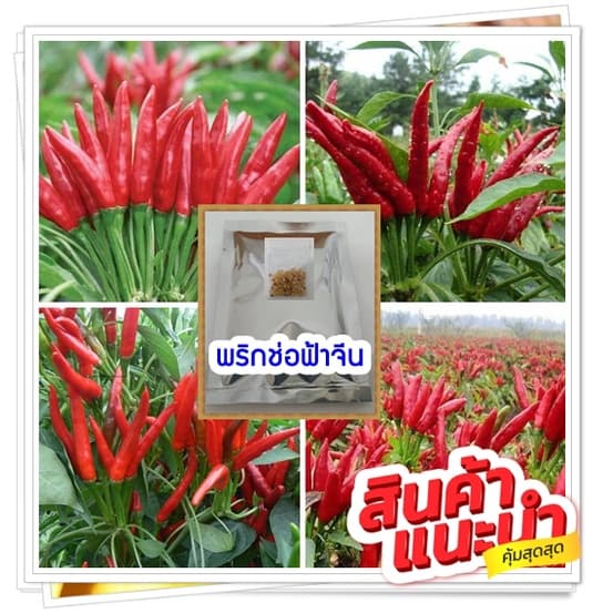 (ซื่อ 3 แถม1) จำนวน 500 เม็ด/ซอง พริกช่อฟ้าจีนดอกมาก ปลูกได้ทั้งปี ตลาดต้องการสูง  มีคู่มือการเพาะปลูก - รูปที่ 1