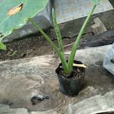 ภาพย่อ 3