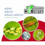 ภาพย่อ 3