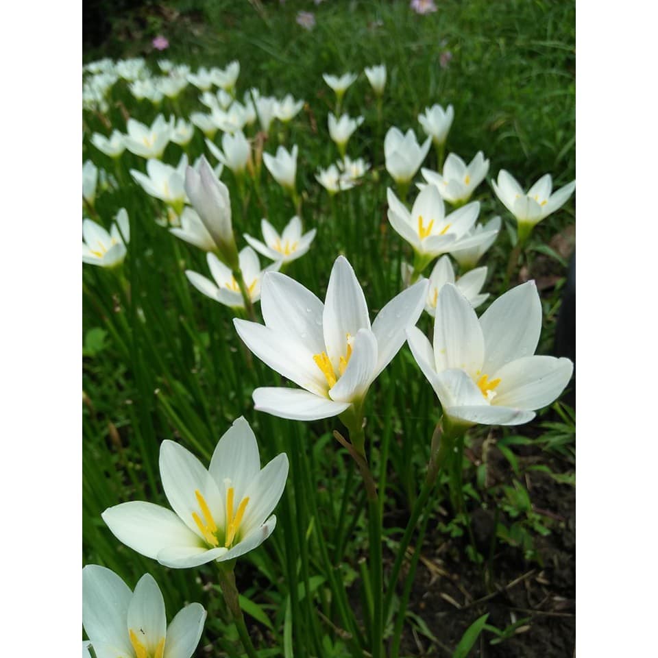 บัวดินแคนดิด้า สีขาว จำนวน 20 หัว - รูปที่ 1