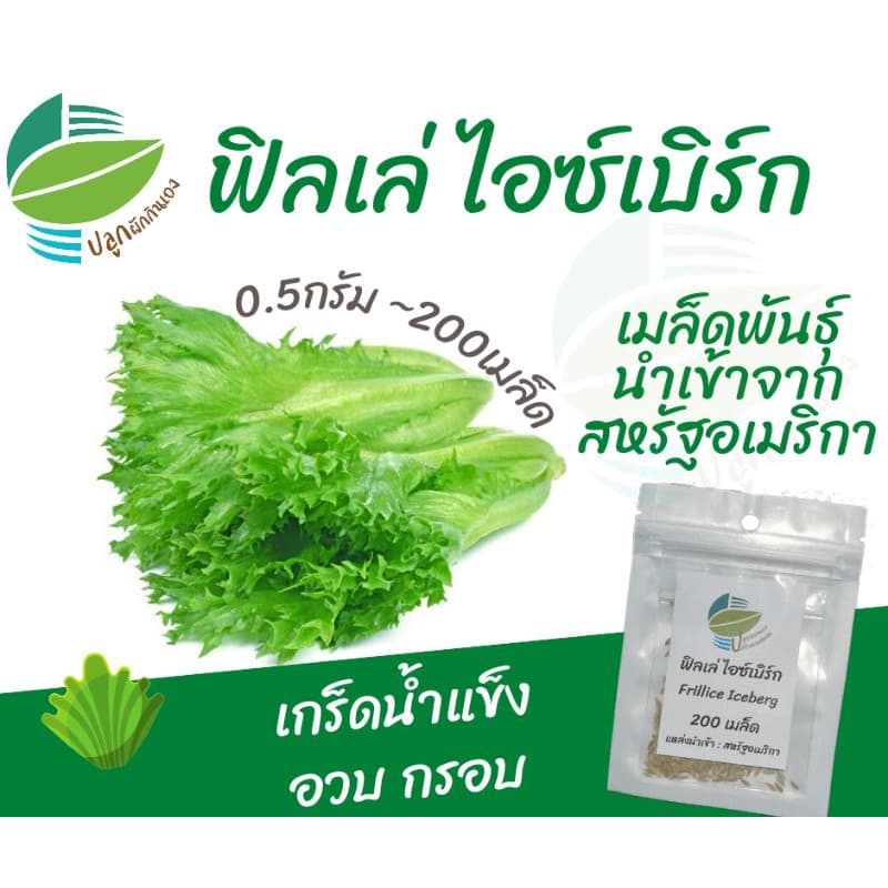 ฟิลเล่ ไอซ์เบิร์ก (Frille Iceberg) 200 เมล็ด จากสหรัฐ​อเมริกา​ #ผักสลัด - รูปที่ 1