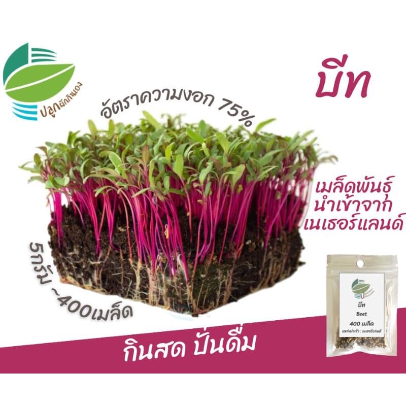 เมล็ดต้นอ่อน บีท ~400 เมล็ด - รูปที่ 1