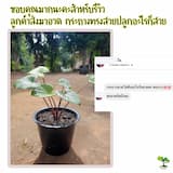 ภาพย่อ 6