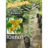 ภาพย่อ 4
