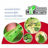ภาพย่อ 2