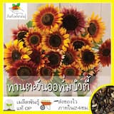 ภาพย่อ 3