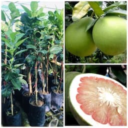 ภาพย่อ 1