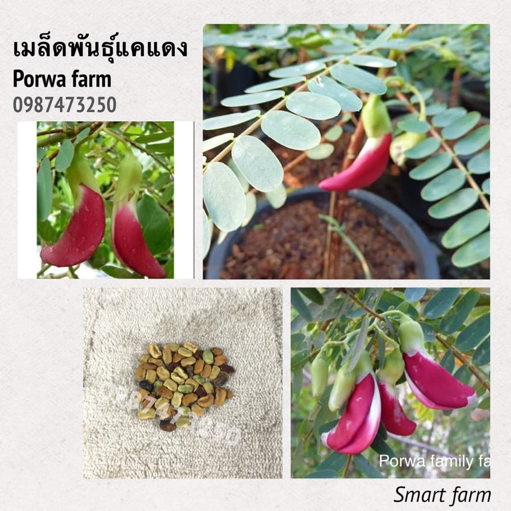 แคแดง เมล็ดพันธุ์แคแดง ดอกแคแดง 10 เมล็ดพันธุ์ - รูปที่ 1