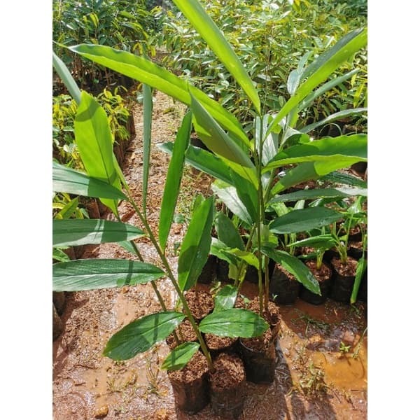 เร่วหอม ZINGIBERACEAE สมุนไพร​ไทย - รูปที่ 1