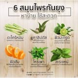 ภาพย่อ 4