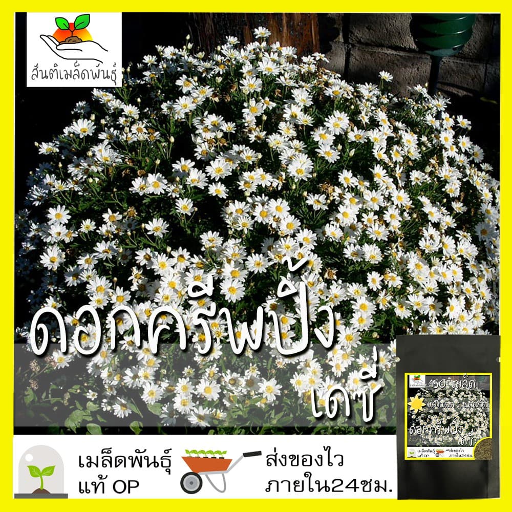 เมล็ดพันธุ์ ดอกครีพปิ้ง เดซี่ เดซี่เลื้อย Creeping Daisy 150 เมล็ด  เมล็ดพันธุ์แท้ นำเข้าจากต่างประเทศ ปลูกผัก สวนครัว - รูปที่ 1