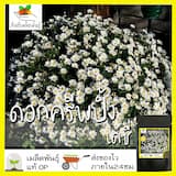 ภาพย่อ 1