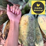 ภาพย่อ 1
