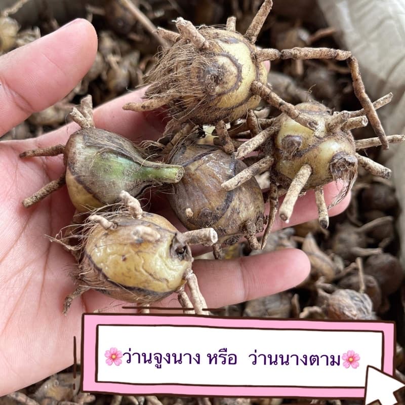 ว่านนางตามหรือว่านจูงนาง 10 หัว - รูปที่ 1