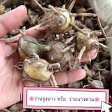 ภาพย่อ 1