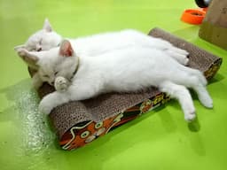 ภาพย่อ 3
