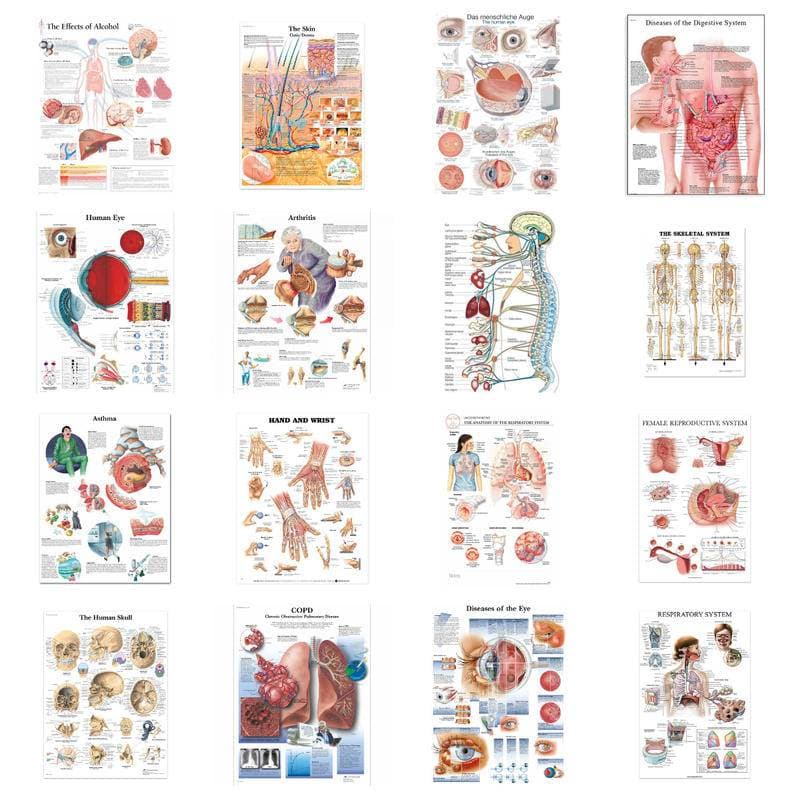 Human Anatomy ภาพวาดผ้าใบกล้ามเนื้อโปสเตอร์พิมพ์ Human Body ภาพ Medical Education Wall Art โปสเตอร์ตกแต่งห้อง - รูปที่ 1