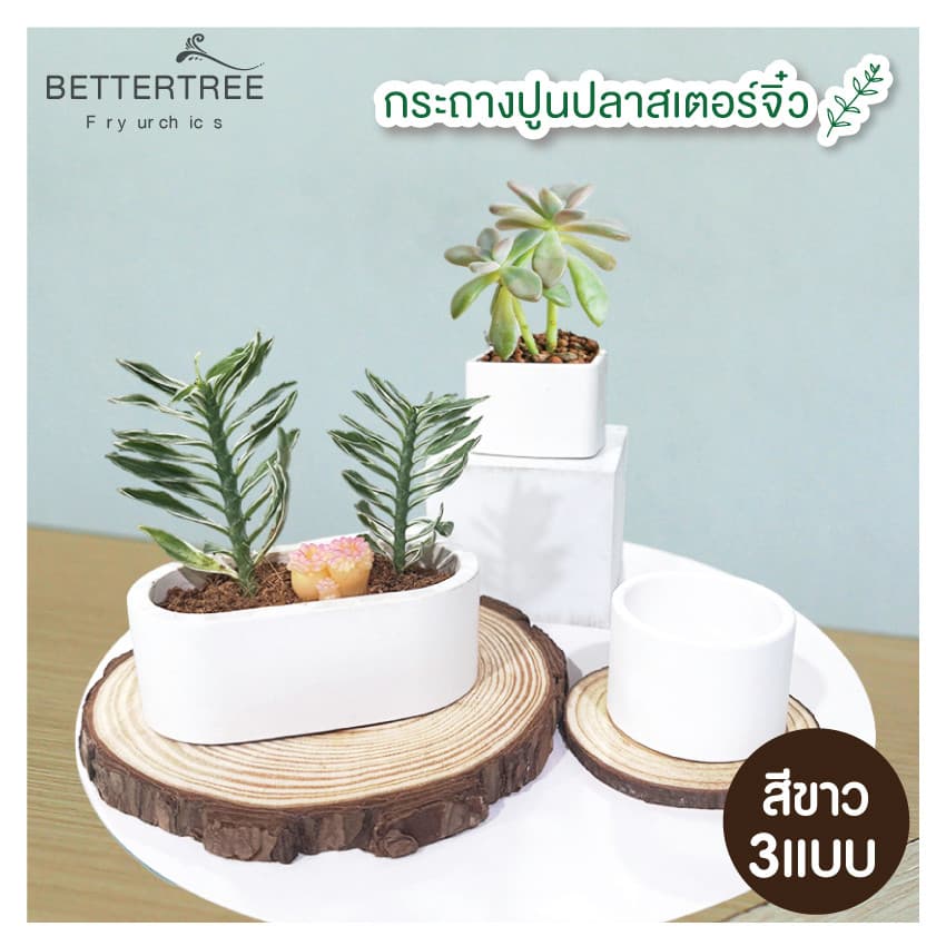 กระถางปูนปลาสเตอร์จิ๋ว กระถางต้นไม้ กระถาง - รูปที่ 1