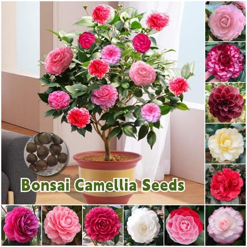 เมล็ดพันธุ์ คามิเลีย บรรจุ 15 เมล็ด คละสี Camellia Flower Seed เมล็ดดอกไม้ บอนสีราคาถูก เมล็ดบอนสี ต้นไม้มงคล บอนสี - รูปที่ 1