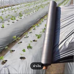 ภาพย่อ 5