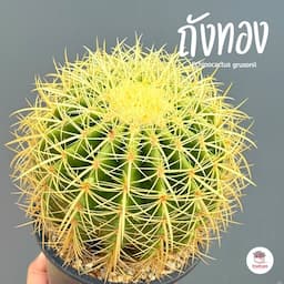 ภาพย่อ 3