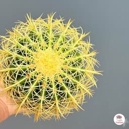 ภาพย่อ 8