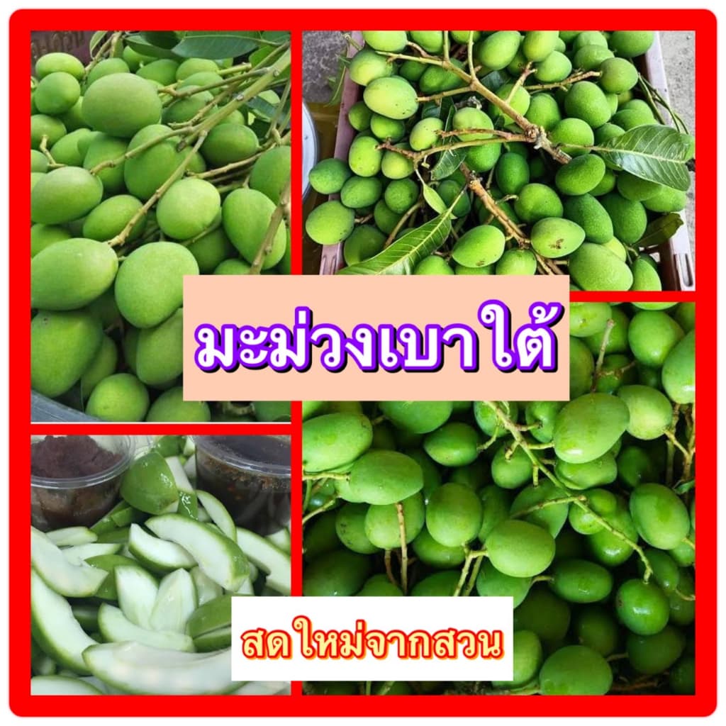 มะม่วงเบาใต้แท้ (1000กรัม) ม่วงแก่ เขียว (มะม่วงนอกฤดูกาล มีน้อย) สด  เปรี้ยว ราคาไม่แพง เก็บสดใหม่ทุกวัน 1 ก.ก. - รูปที่ 1