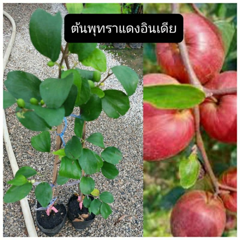 ต้นพุทราแดงอินเดีย ทาบกิ่ง ขนาด70-80ซม. ผลดกรสชาติหวานกรอบอร่อย ลูกใหญ่ - รูปที่ 1