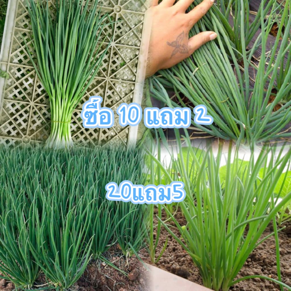 ต้นหอม เมล็ดพันธุ์ ต้นหอมแบ่ง หัวหอม 400 เมล็ด?[10 เเถม 2] - รูปที่ 1