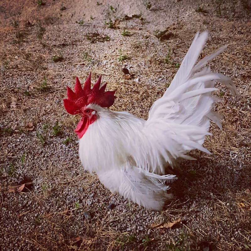 ไข่เชื้อ ไก่แจ้ สีขาว - รูปที่ 1