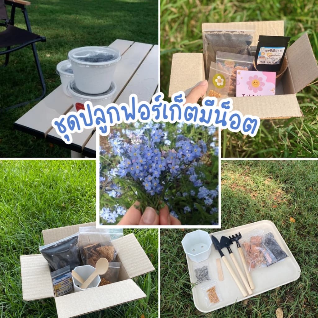 ชุดปลูกฟอร์เก็ตมีน็อต มี 4 ขนาด ให้เลือก ชุดปลูกดอกไม้ ฟอร์เก็ตมีน็อต สำหรับมือใหม่หัดปลูก ของขวัญ ราคาถูก พร้อมส่ง - รูปที่ 1