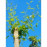 ภาพย่อ 5