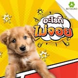 ภาพย่อ 8