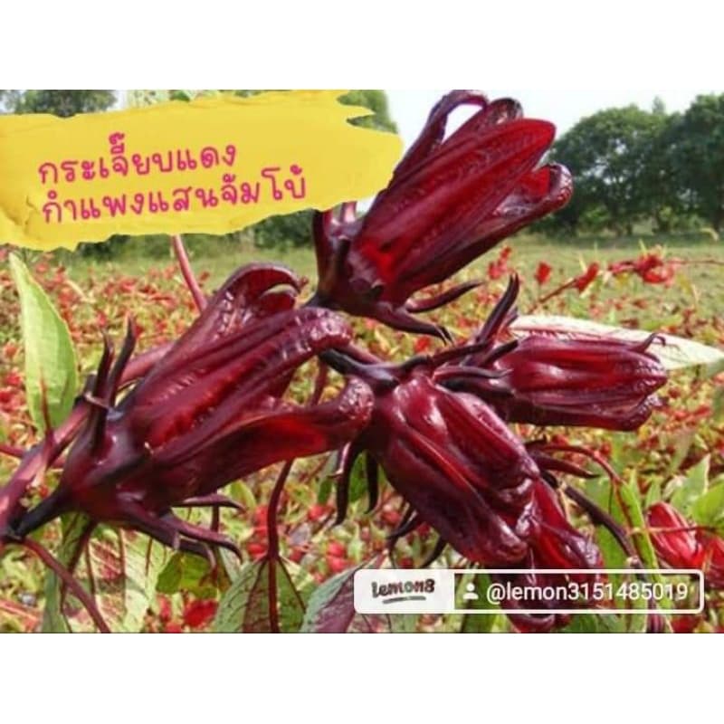 เมล็ดพันธุ์กระเจี๊ยบแดงกำแพงแสนจัมโบ้100 กรัม 99 บาท - รูปที่ 1
