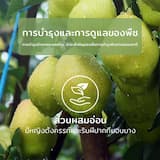 ภาพย่อ 4