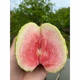 ภาพย่อ 2