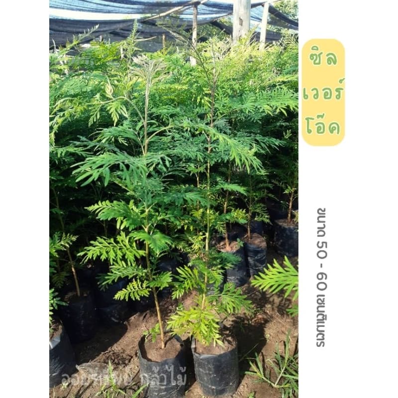 ต้นซิลเวอร์โอ๊ค?  สินค้าราคาถูก? ความสูง 40-60 เซนติเมตร #ต้นสวย แข็งแรง? ❗️ สินค้าเสียหายจากขนส่งเคลมฟรี❗️ - รูปที่ 1