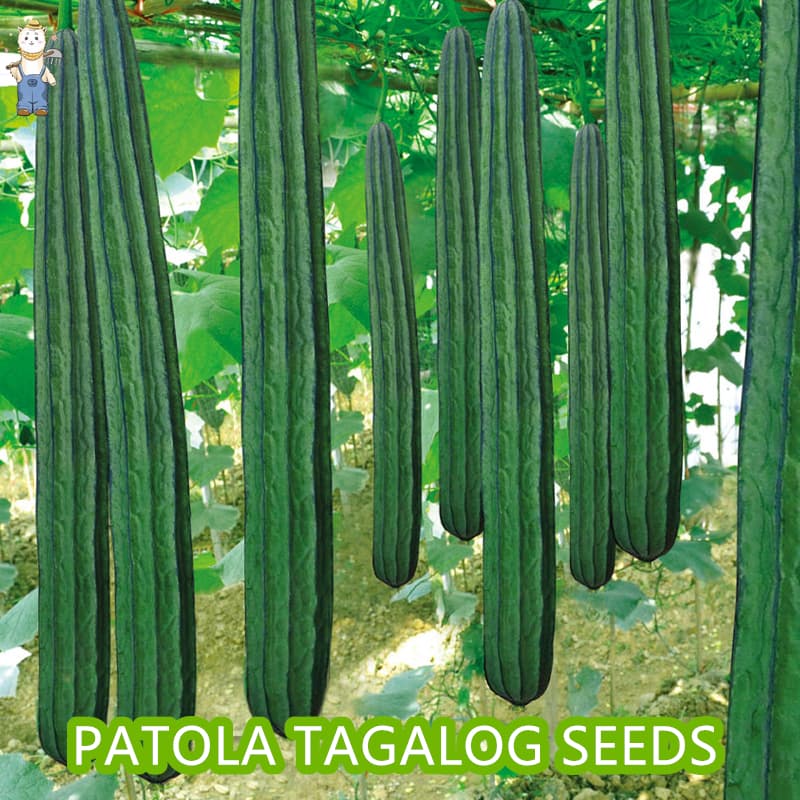 เมล็ดพันธุ์อินทรีย์ ปลูกกลางแจ้ง (10เมล็ด/ซอง) มล็ดพันธุ์บวบเหลี่ยม High Yield Patola Tagalog Seeds - รูปที่ 1