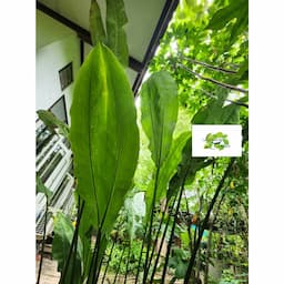 ภาพย่อ 4