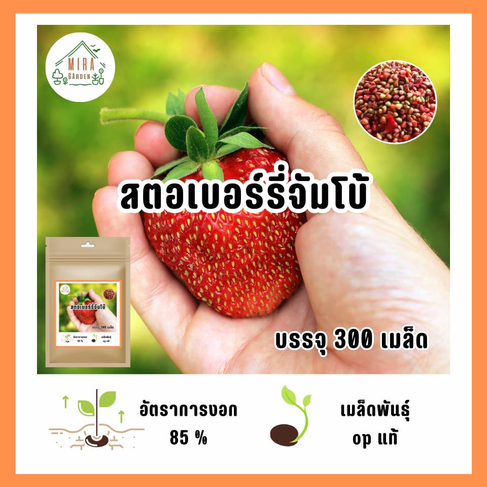 เมล็ดพันธุ์ สตอเบอร์รี่จัมโบ้ บรรจุ 300 เมล็ด - รูปที่ 1