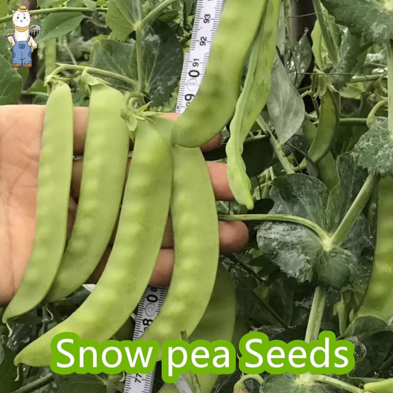 10เมล็ด ปลูกง่าย ปลูกได้ทั่วไทย เมล็ดพันธุ์ถั่วลันเตา เวียงพิงค์ Chinese Snow Peas Seeds Organic Seeds - รูปที่ 1
