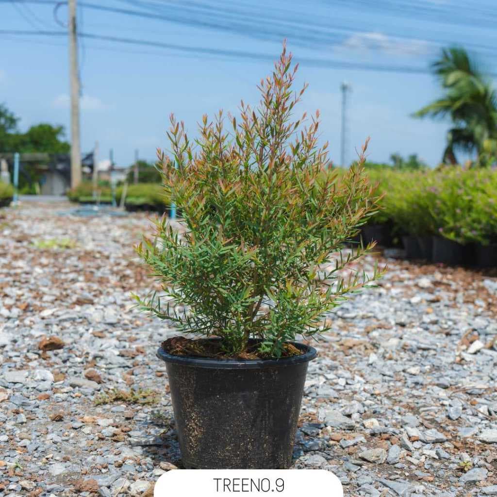 Treeno.9 T42  สนหอม กระถาง 6 / สูง 20-30 cm. / ไม้ประดับ ต้นไม้กันยุง ไม้กลิ่นหอม (ต้นไม้) - รูปที่ 1