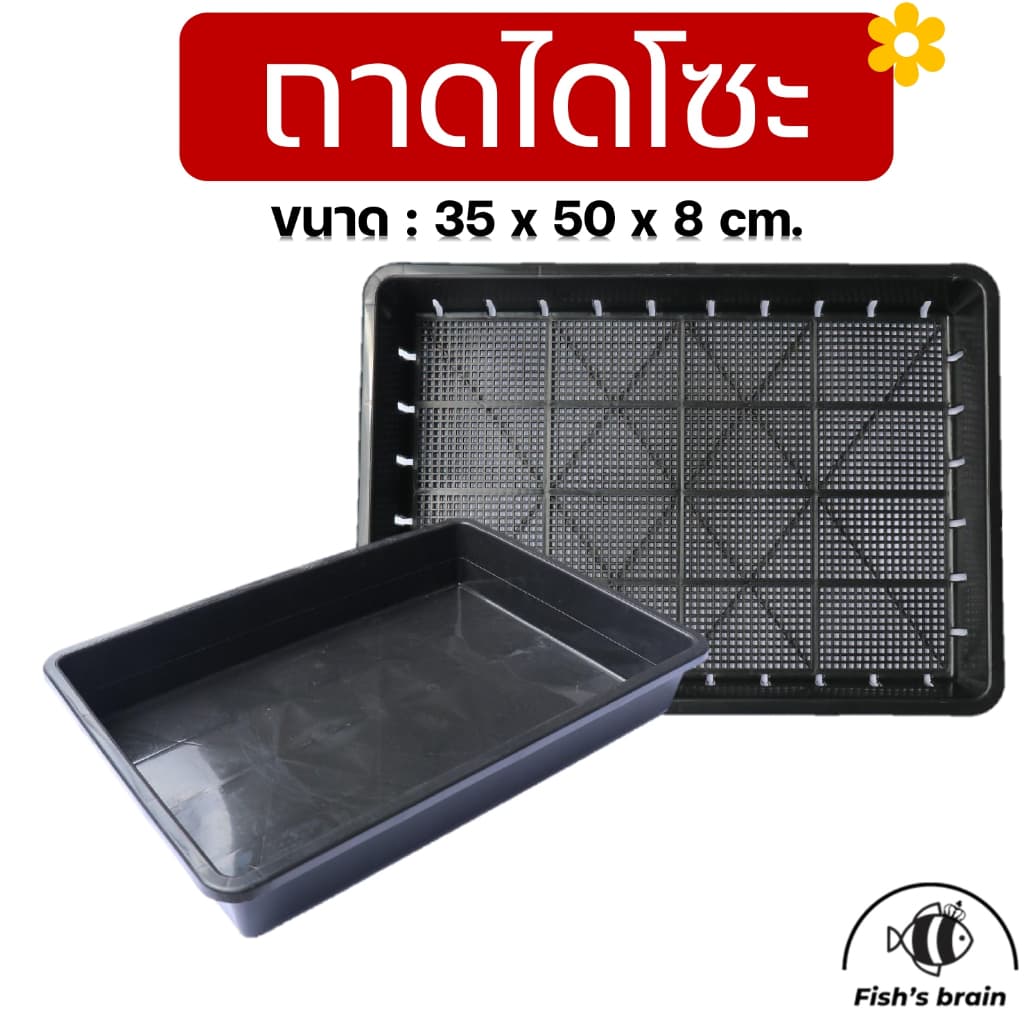 ถาดไดโซะ ถาดเพาะกล้า ถาดเพาะชำ แบบทึบ แบบเจาะรู - รูปที่ 1